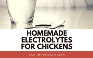 Your Ultimate Guide to Chicken Heat Stroke & Recovery