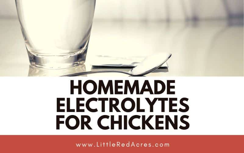Your Ultimate Guide to Chicken Heat Stroke & Recovery