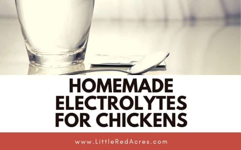 Homemade Electrolytes for Chickens