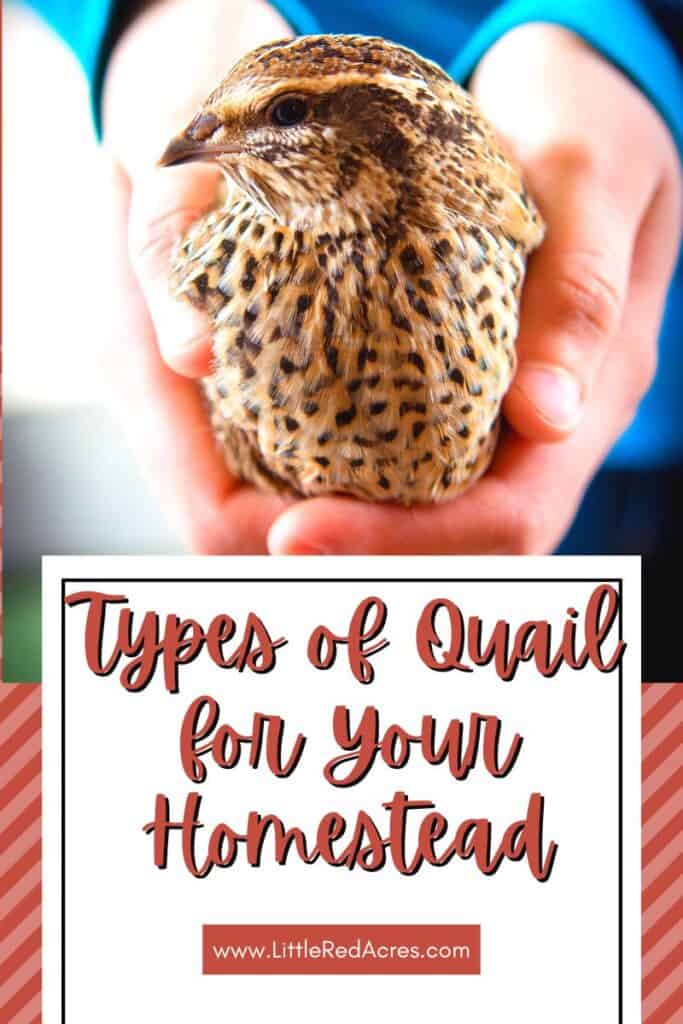 person holding quail with Types of Quail for Your Homestead text overlay