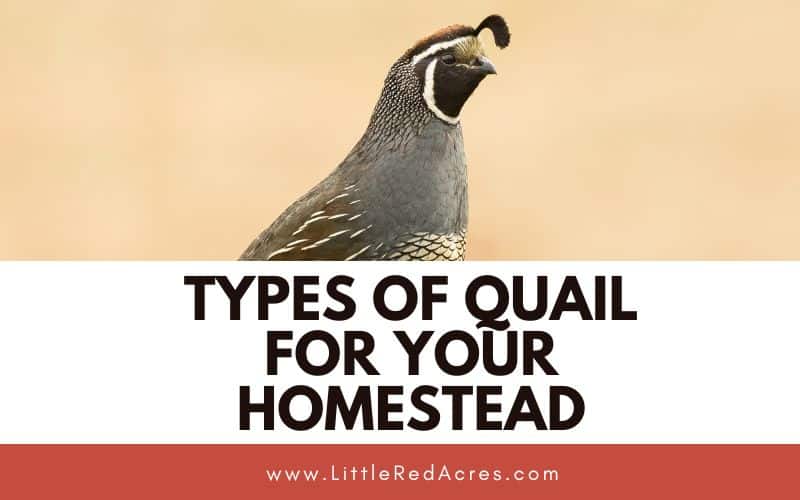 quail with Types of Quail for Your Homestead text overlay