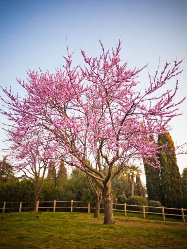 cherry tree