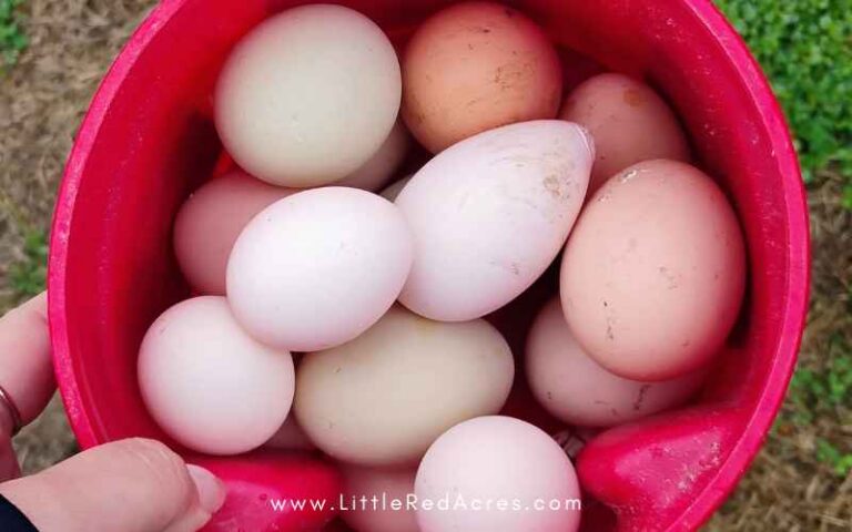 Best Way to Clean Fresh Chicken Eggs
