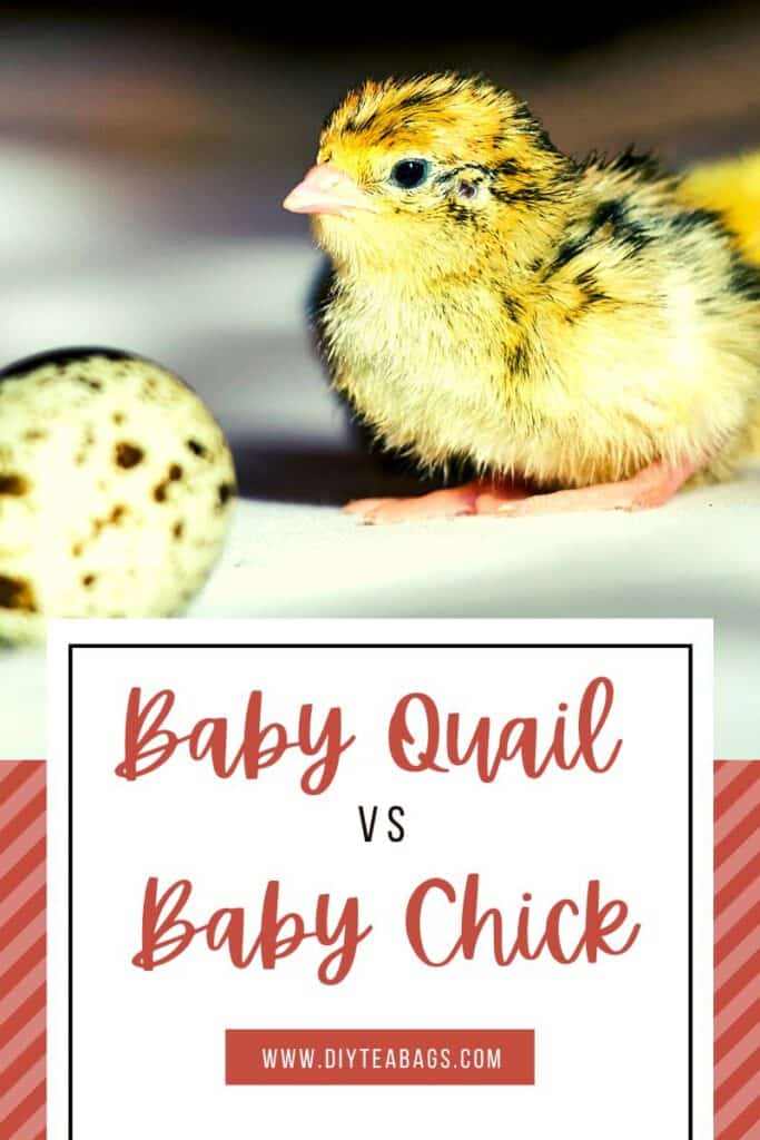 baby quail next to a quail egg with Baby Quail vs Baby Chick text overlay