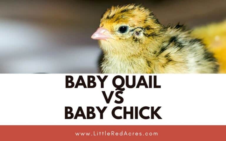 Baby Quail VS Baby Chick
