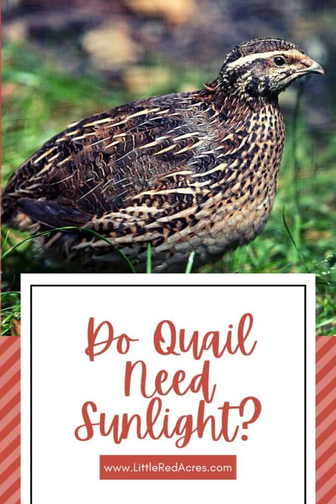 close up of a quail with Do Quail Need Sunlight text overlay