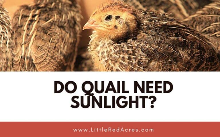 Do Quail Need Sunlight?