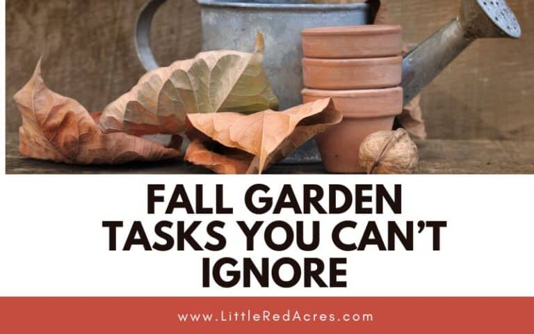Fall Garden Tasks You Can’t Ignore