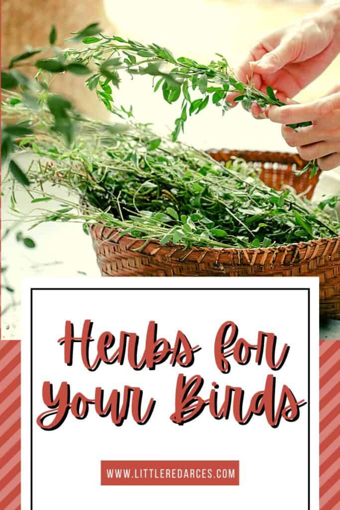 Herbs for Your Birds