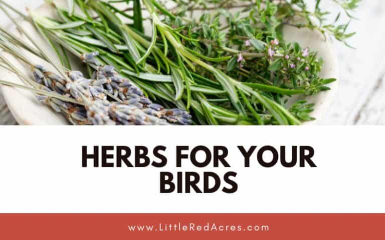 Medicinal Herbs for Chickens