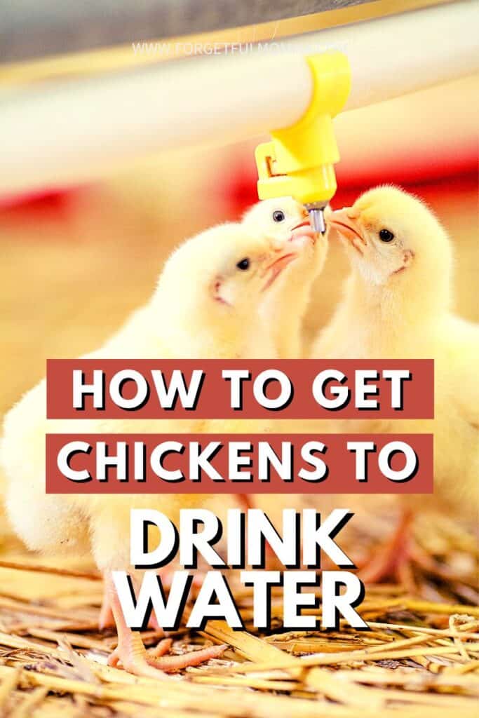 chicks drinking water with How to Get Chickens to Drink Water text overlay