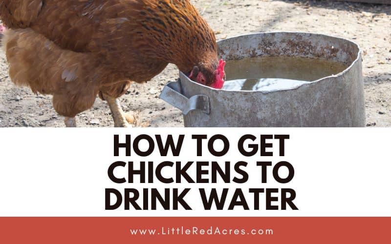 chicken drinking water with How to Get Chickens to Drink Water text overlay