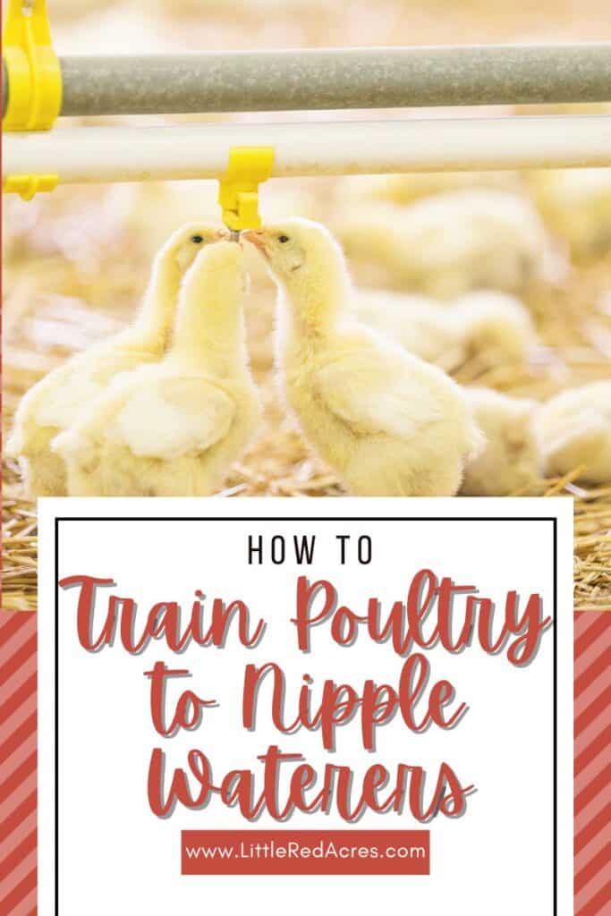 chicks drinking from nipple waterer with How to Train Poultry to Nipple Waterers text overlay
