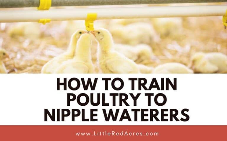 How to Train Poultry to Nipple Waterers