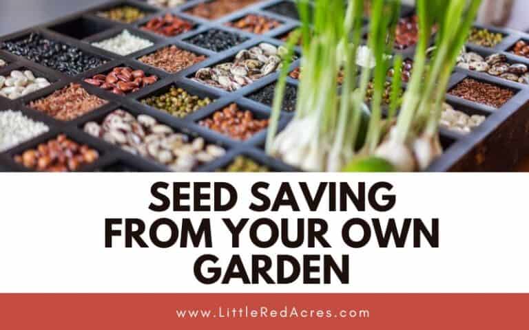 Seed Saving from Your Own Garden