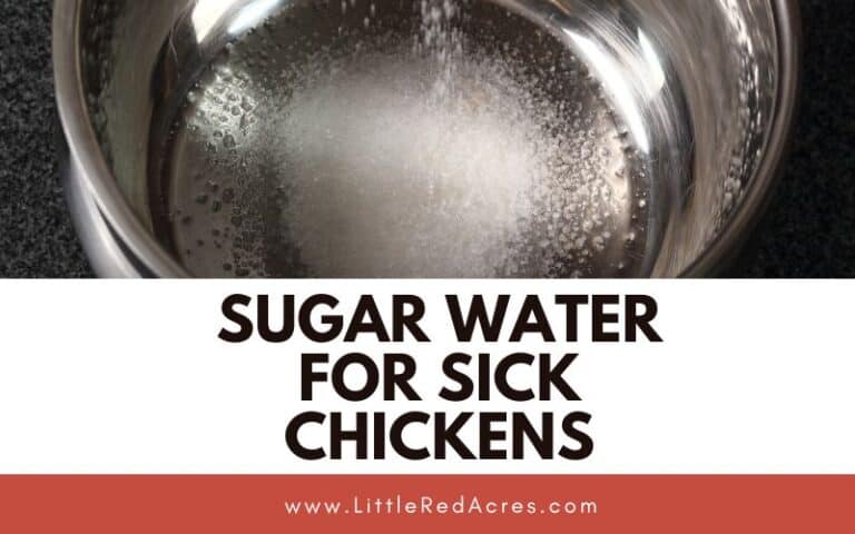 Sugar Water for Sick Chickens