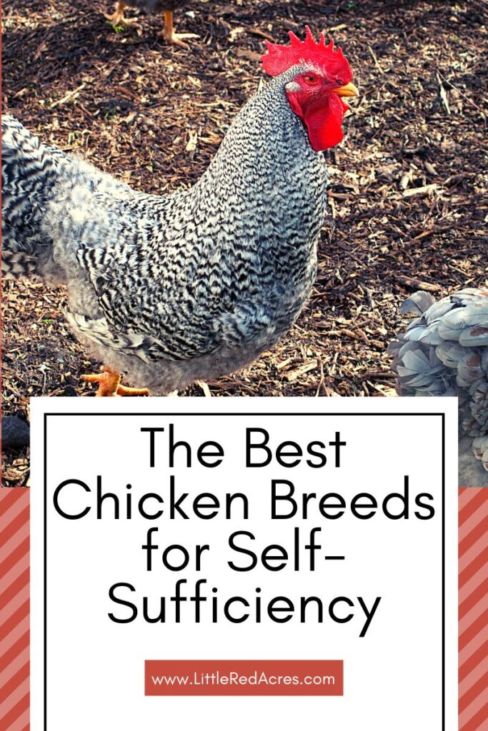 chicken with The Best Chicken Breeds for Self-Sufficiency text overlay