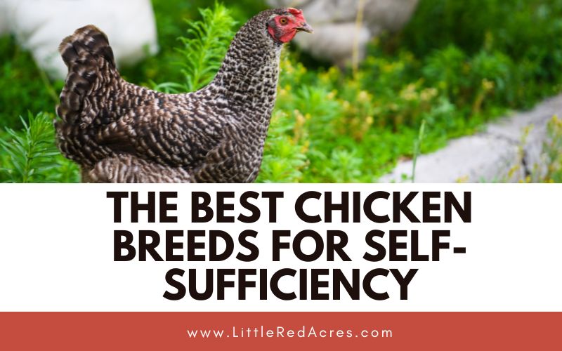 chicken with The Best Chicken Breeds for Self-Sufficiency text overlay