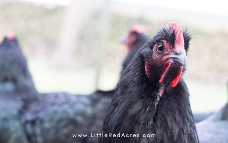 The Best Chicken Breeds for Self-Sufficiency