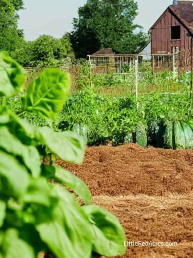 How to Start A Homestead Without Feeling Overwhelmed