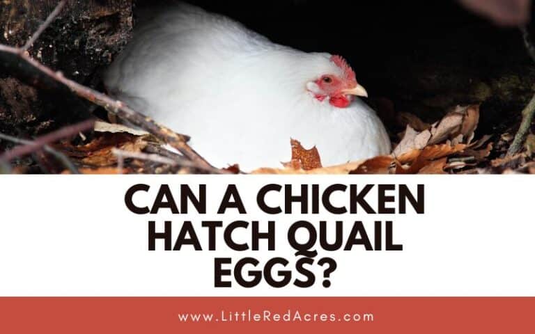 Can A Chicken Hatch Quail Eggs?
