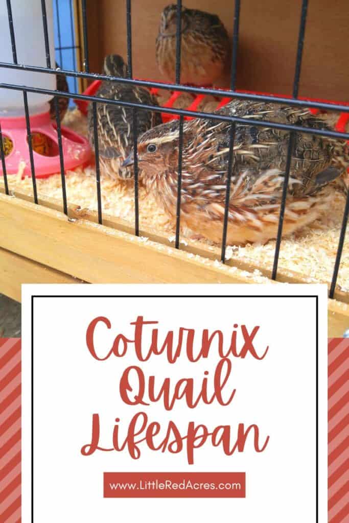 quail in cage with Coturnix Quail Lifespan text overlay