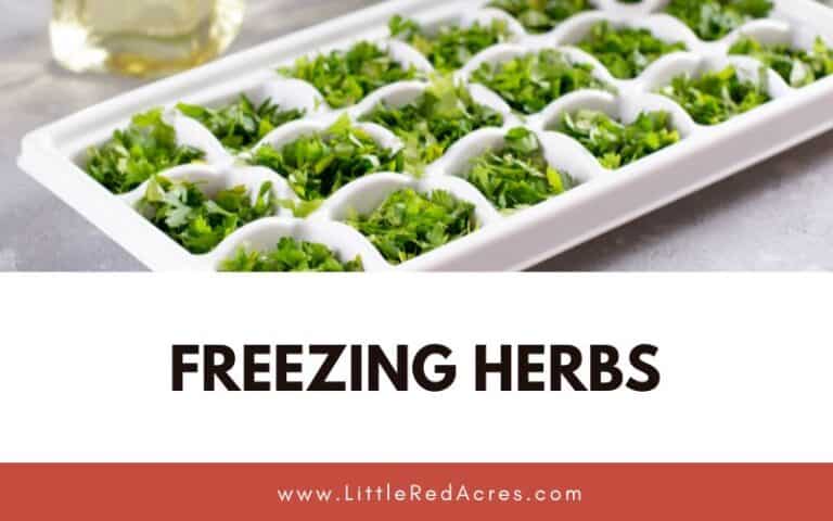 Freezing Herbs – Tips and Suggestions