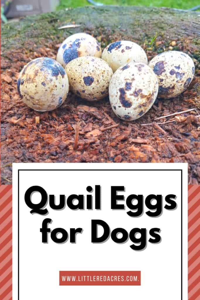 quail eggs on a tree stump with Quail Eggs for Dogs text overlay
