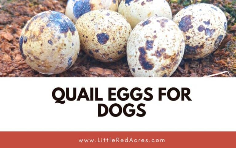 Quail Eggs for Dogs
