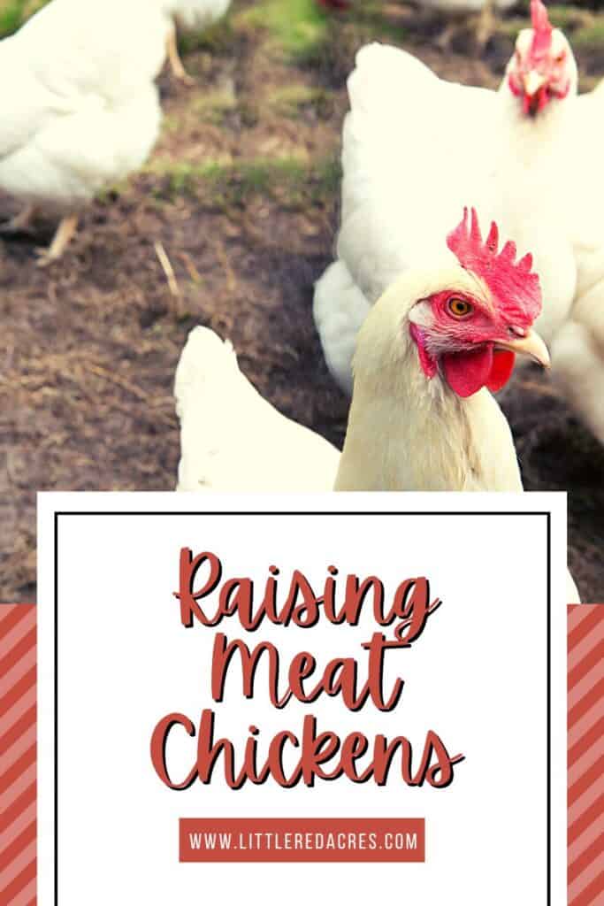 meat chickens in yard with Raising Meat Chickens text overlay