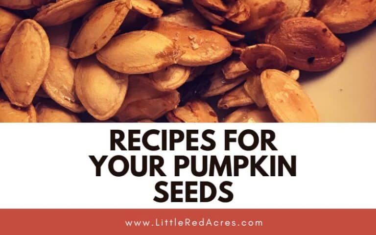 Recipes for Your Pumpkin Seeds