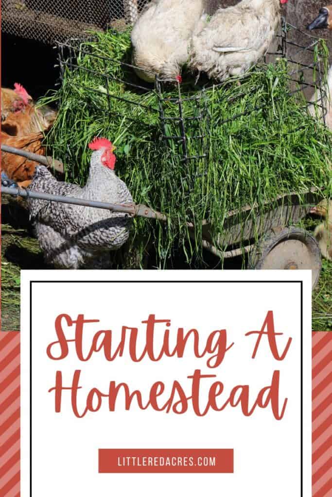 chicken with Starting A Homestead text overlay