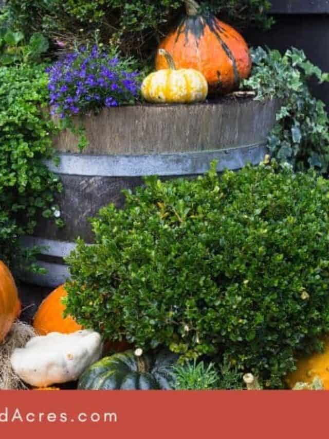 cropped-Halloween-Yard-Decorations-cover-image-1.jpg