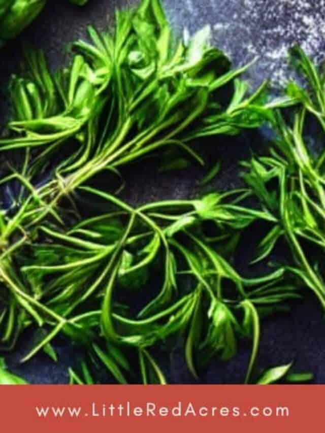 fresh herbs