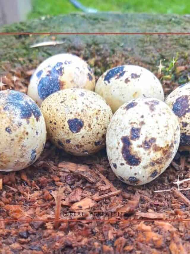 quail eggs on tree stump