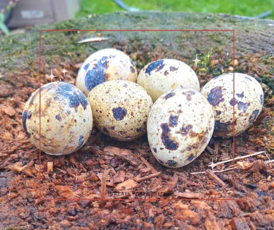 quail eggs on tree stump