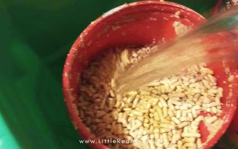 adding water to chicken feed