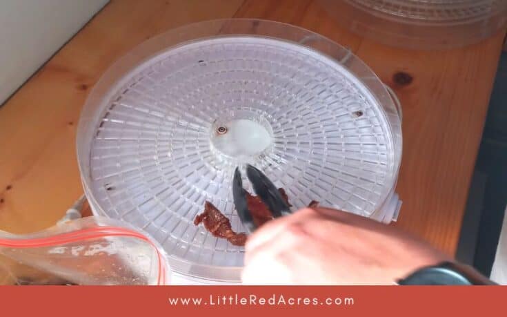 laying jerky on dehydrator tray