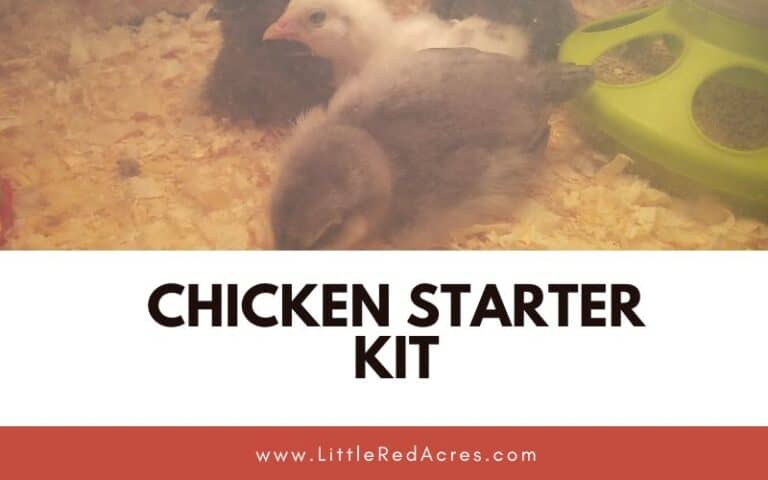 Chicken Starter Kit