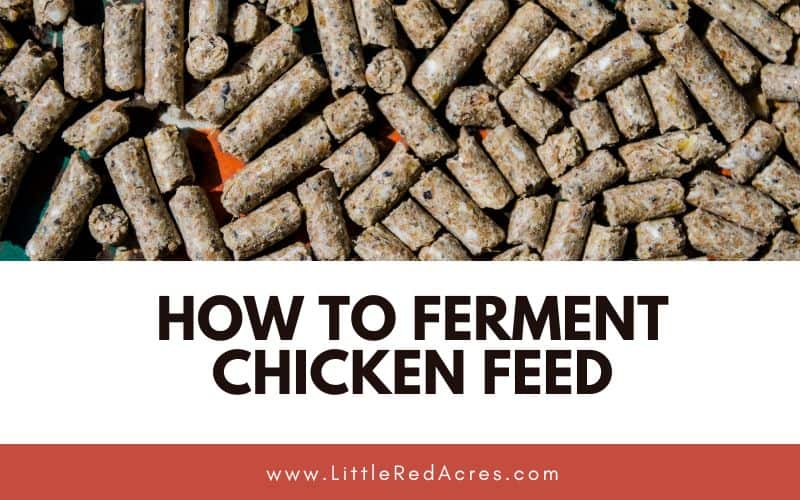 chicken lay pellets on table with How to Ferment Chicken Feed text overlay