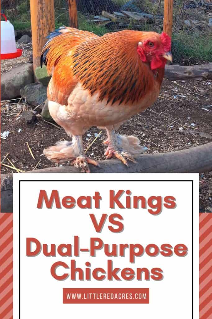 bantam brahma dual purpose chicken with Meat Kings VS Dual-Purpose Chickens text overlay
