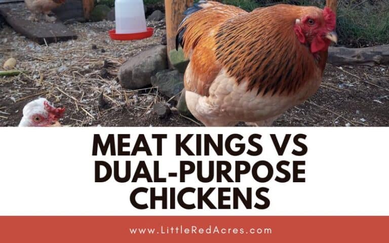 Meat Kings VS Dual-Purpose Chickens