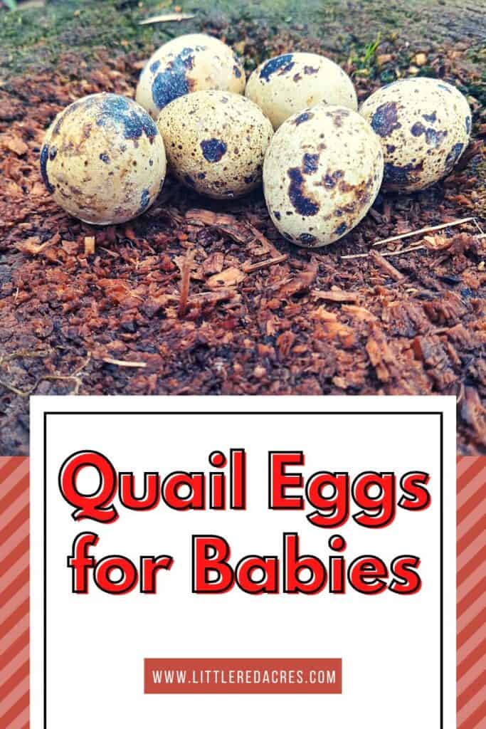 eggs on stump with Quail Eggs for Babies text overlay