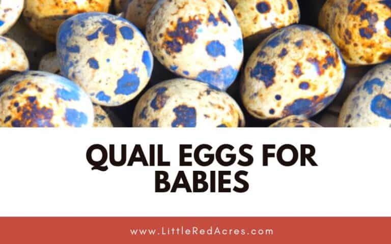 Quail Eggs for Babies