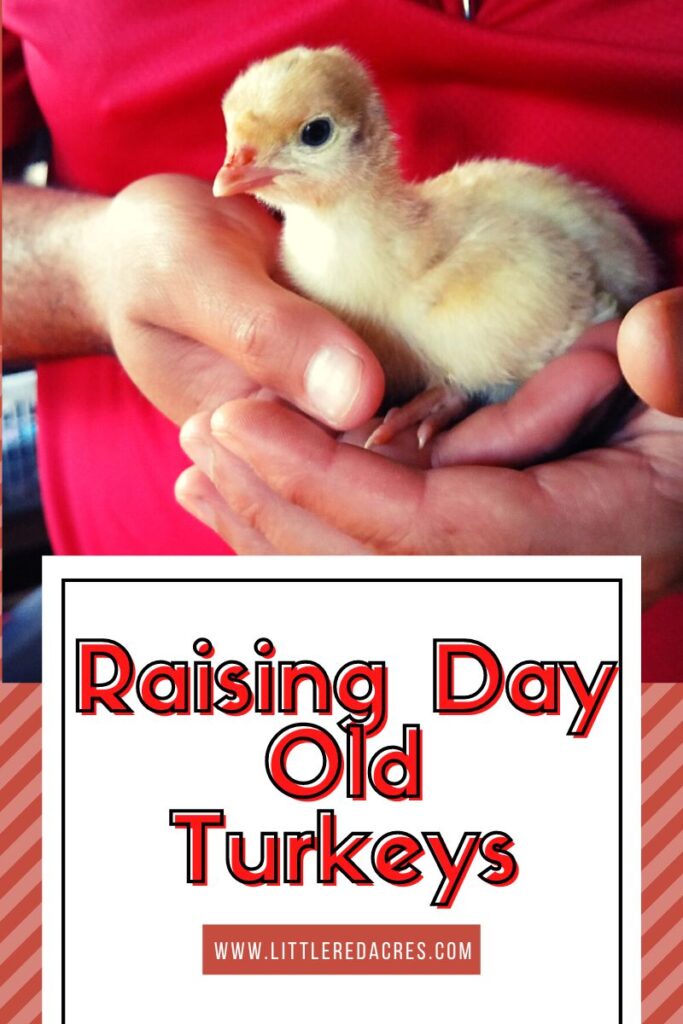 handing a day old turkey with Raising Day Old Turkeys text overlay