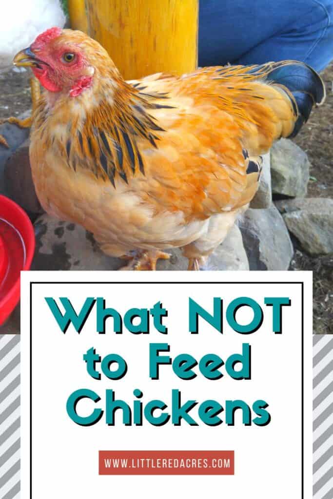 chicken with What NOT to Feed Chickens text overlay