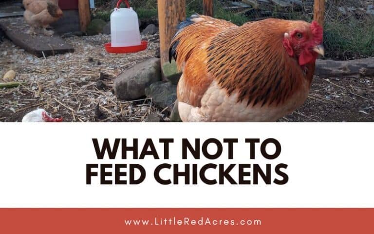 What NOT to Feed Chickens