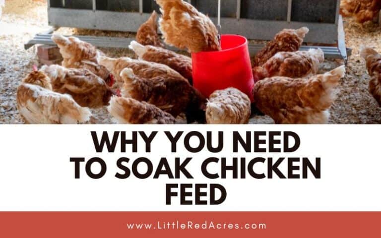 Why You Need to Soak Chicken Feed