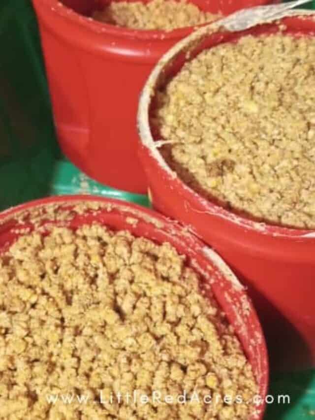 Soaking Chicken Feed