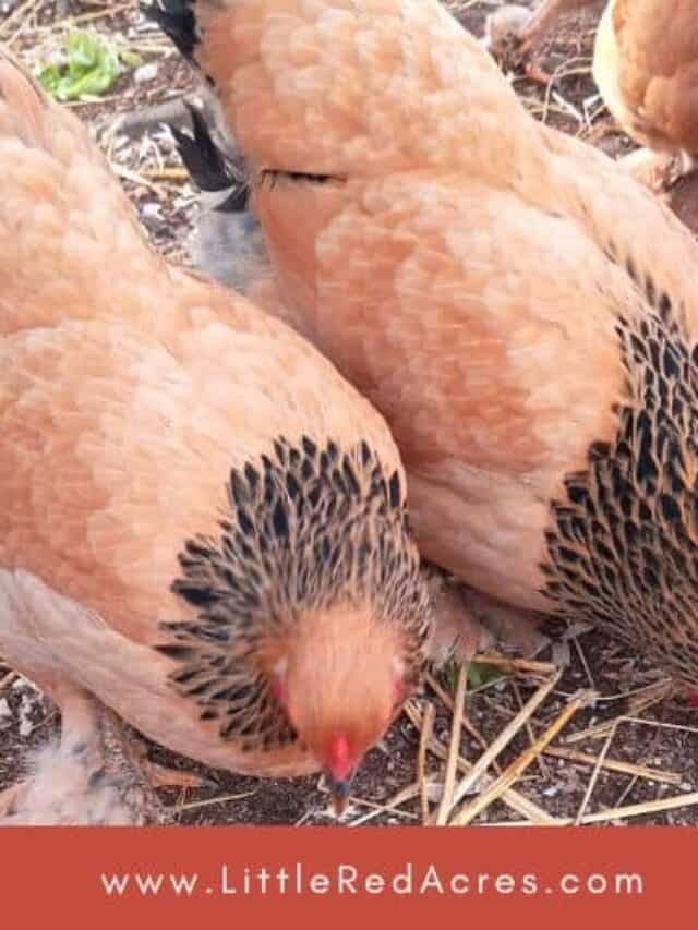 bantam brahma hens